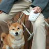 Correa Retráctil Automática para Perros con Collar y Botón de Bloqueo